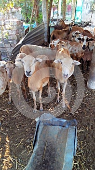 Sheeps in a ranch in Corral Falso, Guerrero, Mexico photo