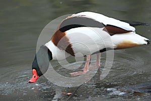 Common shelduck