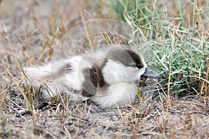 Common shelduck chick Tadorna tadorna