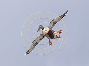 Common Shelduck coming in for landing