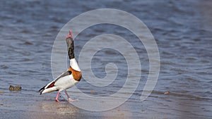 Common Shelduck Cooing