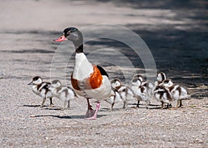 Common Shelduck with Ducklings in Gloucestershire, England.