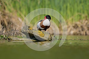 A Common Shelduck resting on a log in water