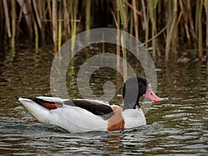 Common shelduck swimming on the lake photo