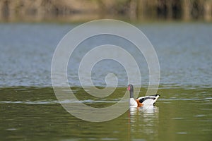A Common Shelduck swimming on a lake