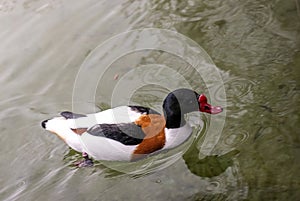 Common Shelduck Swimming in Murky Pond Water