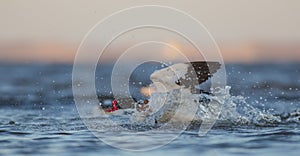 Common Shelduck - Tadorna tadorna -  birds fighting