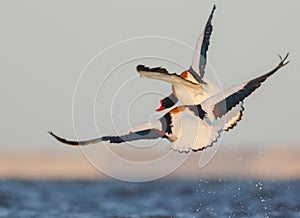 Common Shelduck - Tadorna tadorna -  birds fighting