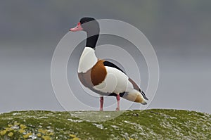 Common Shelduck - tadorna tadorna