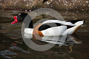 Common shelduck (Tadorna tadorna).