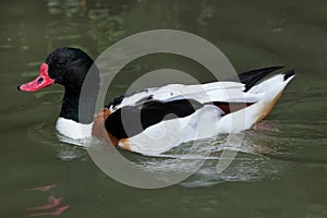 Common shelduck Tadorna tadorna.