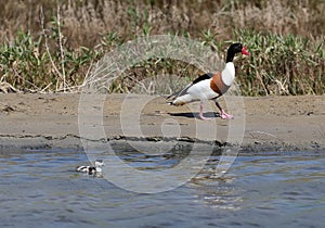 The common shelduck Tadorna tadorna chick f