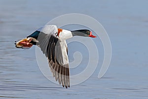 Common Shelduck - Tadorna tadorna, drake in flight.