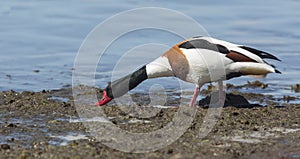 The common shelduck Tadorna tadorna feeding