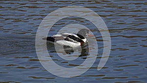 Common Shelduck Tadorna tadorna female. Shelduck  swimming in water, close-up