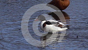 Common shelduck tadorna tadorna female. Shelduck swims and comes ashore, close up