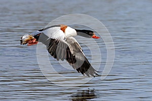 Common Shelduck - Tadorna tadorna in flight.