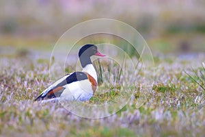 Common shelduck tadorna tadorna foraging