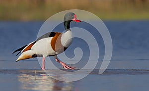 Common shelduck - Tadorna tadorna - male