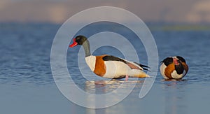 Common shelduck - Tadorna tadorna - pair