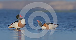 Common shelduck - Tadorna tadorna - pair