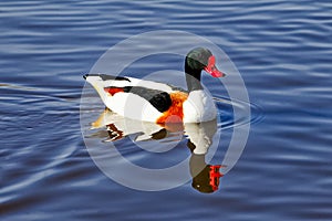 A Common Shelduck Tadorna tadorna at Slimbridge Wetland Centre, Gloucestershire, United Kingdom