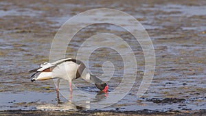 Common Shelduck Wandering