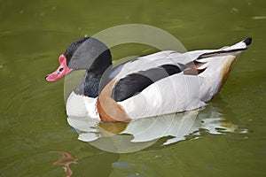 Common shelduck on water