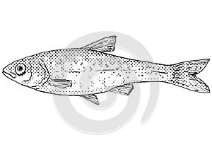 Common shiner or Luxilus cornutus Freshwater Fish Cartoon Drawing