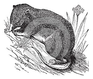 Common Shrew or Eurasian Shrew or Sorex araneus, vintage engraved illustration