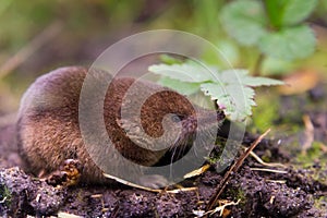 Common shrew (Sorex araneus)