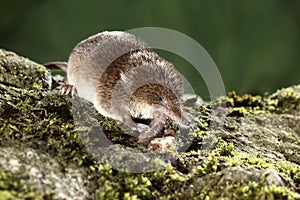 Common shrew, Sorex araneus