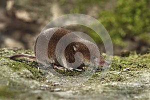 Common shrew, Sorex araneus