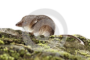 Common shrew, Sorex araneus,