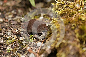 Common shrew, Sorex araneus