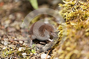 Common shrew, Sorex araneus