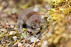 Common shrew, Sorex araneus