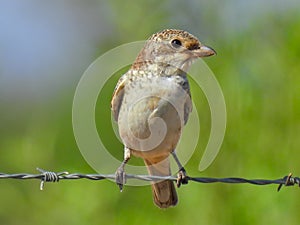 Common shrike Laniidae Close Up