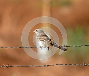 Common shrike Laniidae Close Up