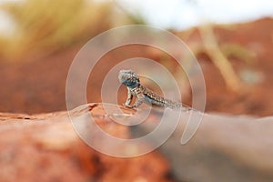 Common Side-blotched Lizard Uta stansburiana