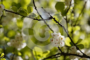 Common silverbell, halesia tetraptera, white flowers