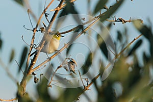 Common Silvereye bird in wild