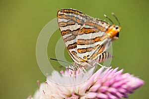 Common silverline butterfly feeding on nectar of a wild flower