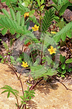 Common Silverweed   38071
