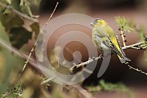 Common siskin