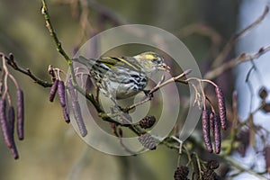Common siskin (Carduelis spinus)