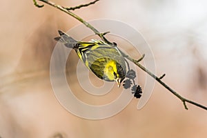 Common siskin (Carduelis spinus)