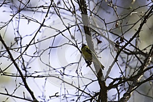 Common Siskin in Tree
