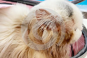 Common skin problems in cats. Cat scratching or licking themselves due to itchiness. A balding area of fur, with obvious hair loss