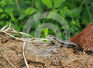 Common Skink (Eutropis carinata lankae)